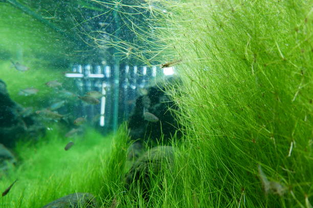 Dwarf Hairgrass