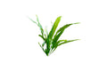 Java Fern