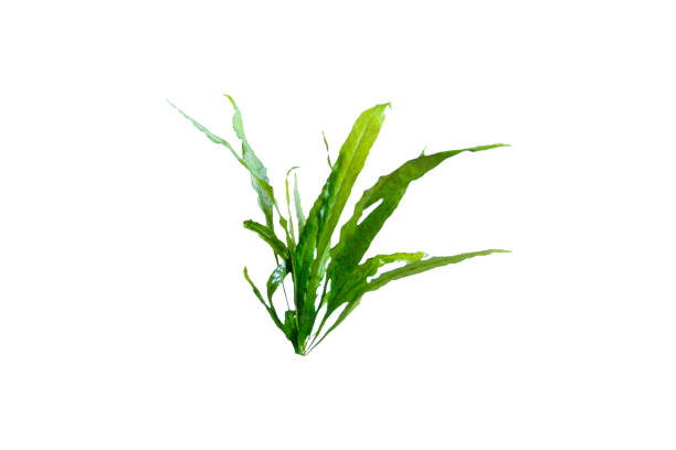 Java Fern