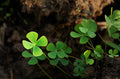 Dwarf Four Leaf Clover