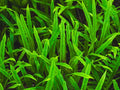 Jungle Vallisneria