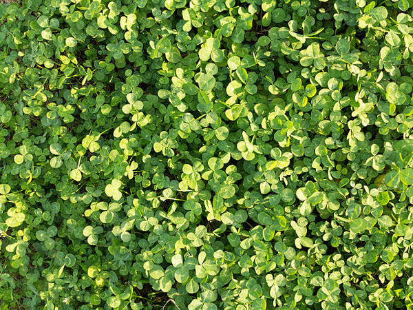 Dwarf Baby Tears