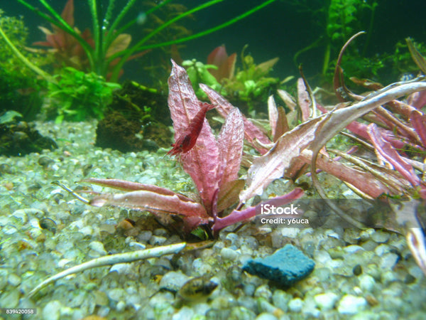 Crypt Wendtii Red