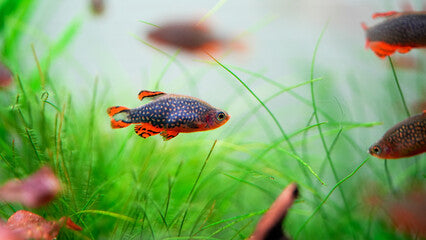 Pearl Danio