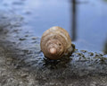Japanese Trapdoor Snail