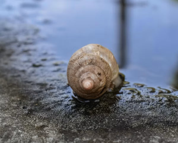 Japanese Trapdoor Snail