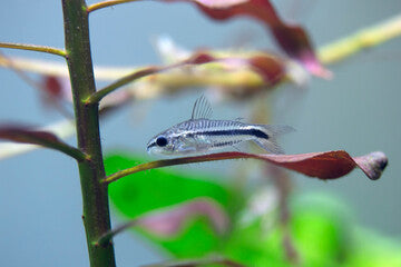 Pygmy Corydora
