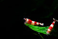 White and Red Japanese Shrimp