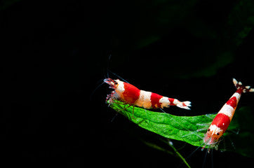 White and Red Japanese Shrimp