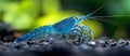 Mini Mexican Blue Lobster