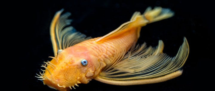 Blue eye longfin lemon pleco.