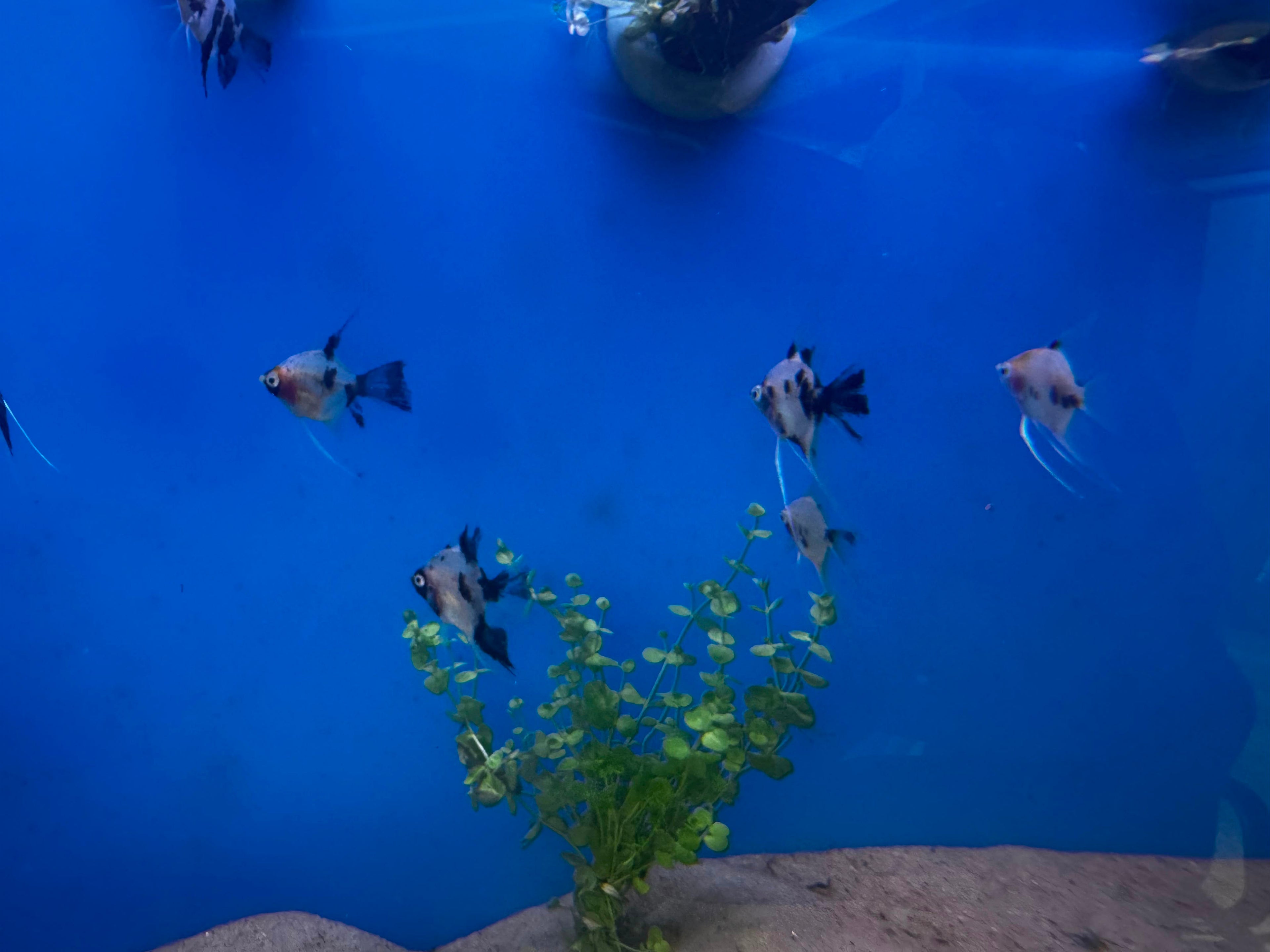 Panda Angelfish