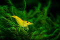 Yellow Shrimp