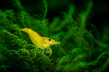 Yellow Shrimp